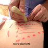 Image of Massage Therapy Workshop - streaming Pelvis & Upper Leg